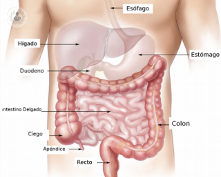 La endoscopia digestiva permite el diagnóstico de enfermedades digestivas