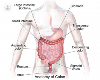 dibujo anatomia colon