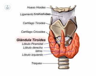 anatomia de la tiroides