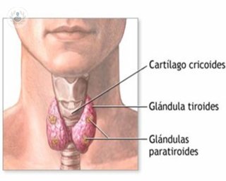 glandula_tiroides_función_y_partes
