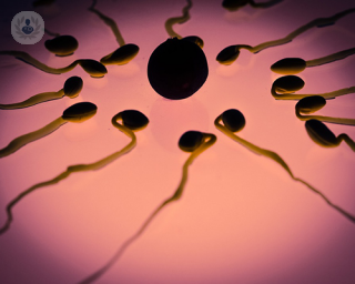 fecundacion ovulo espermas
