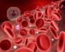 La sangre es un tejido que circula por capilares, venas y arterias. Su función es vital, ya que defiende de infecciones, interviene en el intercambio de gases y distribución de nutrientes.