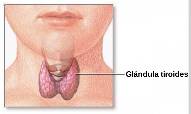 glandula tiroidea