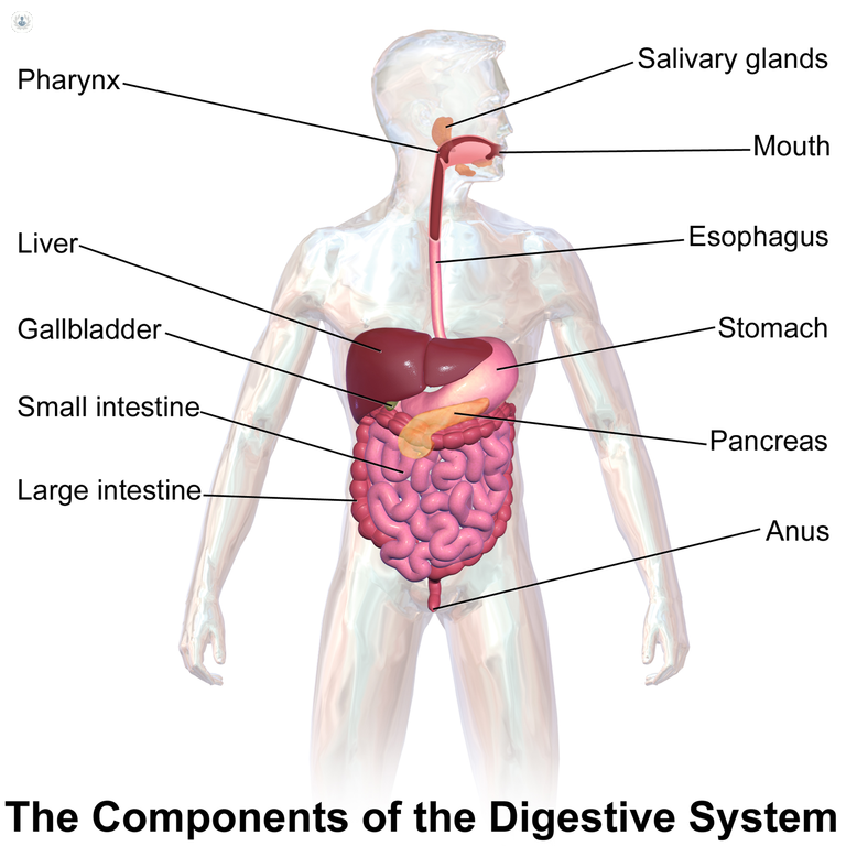 Las enfermedades digestivas pueden provocar síntomas muy variados, tales como diarrea, estreñimiento, dolor estomacal o náuseas, entre otros - Top Doctors