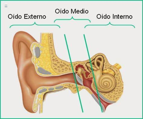 Estructura del oído. Fuente: Dr. Rial Morilla