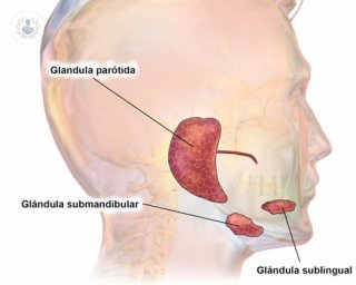 Glándulas salivales: qué es, síntomas y tratamiento | Top Doctors