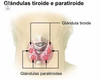 Cuál es la función de la glándula paratiroides? | Top Doctors