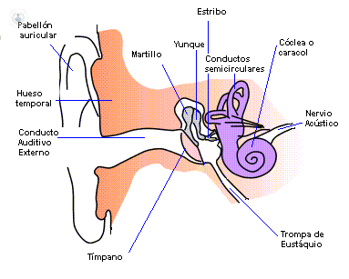 Cuáles son los síntomas de cáncer de oído | Top Doctors