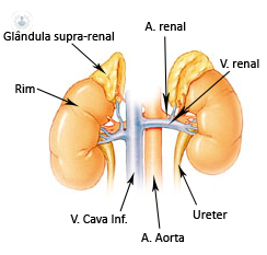 Glándula suprarrenal: enfermedades que puede presentar y cirugía