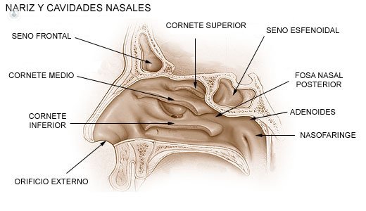 Cómo corregir la perforación del tabique nasal?