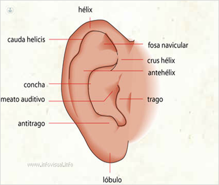 Partes de la oreja: funciones y peculiaridades | Top Doctors