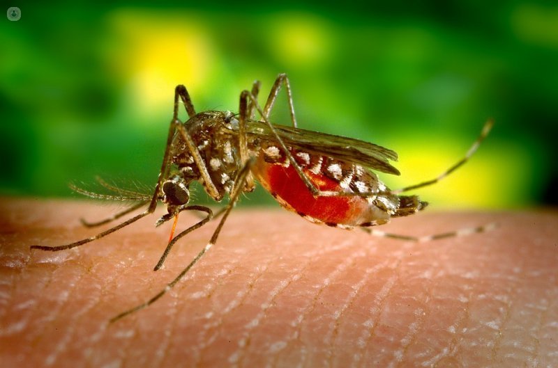 Picaduras de mosquitos: cómo evitarlas y tratarlas