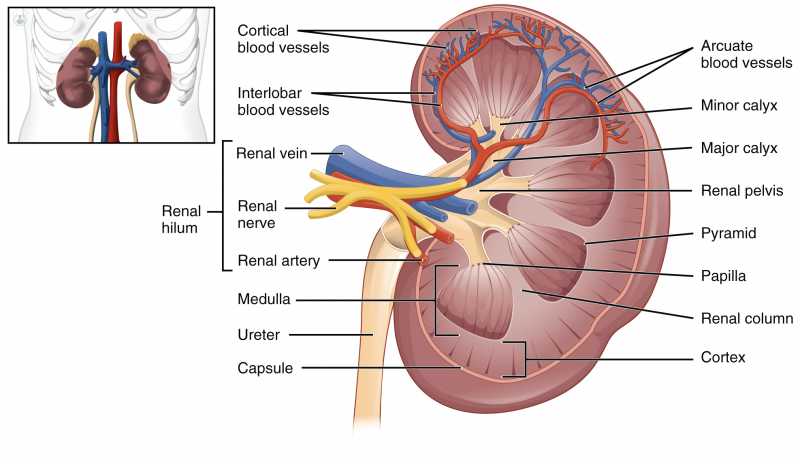 Insuficiencia renal crónica: diagnóstico y tratamiento