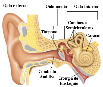 Exóstosis de oído | Top Doctors