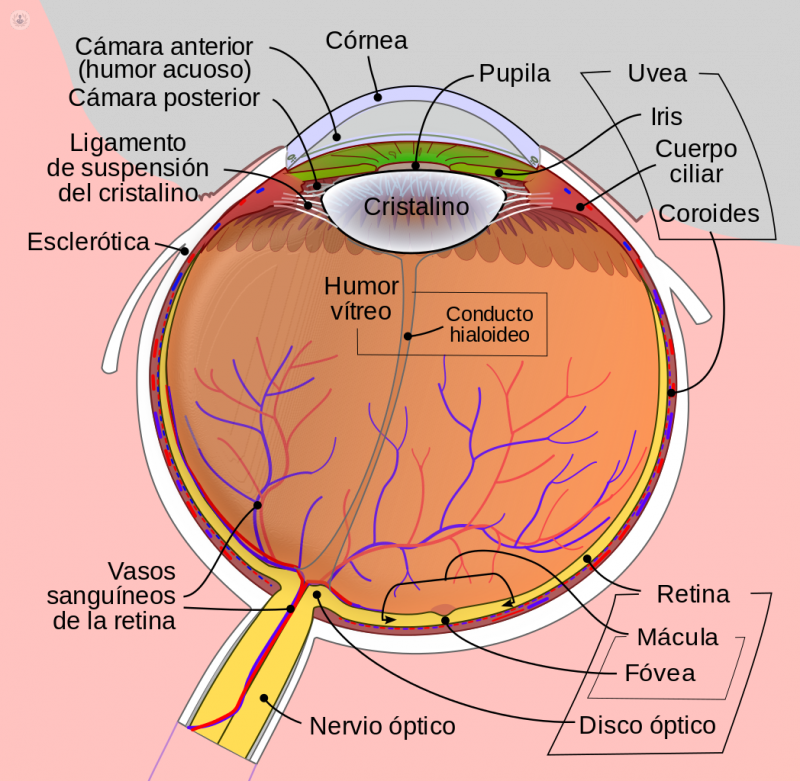 Neuritis óptica: qué es, síntomas y tratamiento | Top Doctors