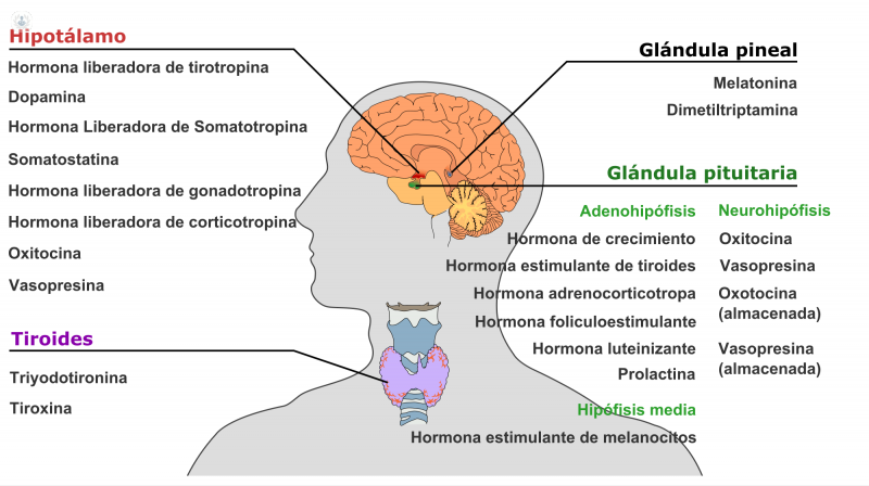 Glándula pineal: qué es, síntomas y tratamiento | Top Doctors