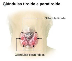 Cirugía glándulas paratiroides: qué es, síntomas y tratamiento | Top Doctors