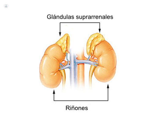 Qué son las glándulas suprarrenales? | Top Doctors